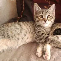 گربه ۳ماهه ماده دستی.. واگذاری به خانوم ها فقط