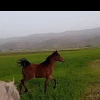 اسب کره مادیان یک سال