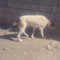 سگ گلگی|سگ|قائن, |دیوار