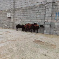6راس میش افشاری