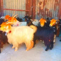 بز بختیاری آبستن تضمینی