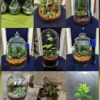 تراریوم|گل و گیاه طبیعی|تهران, افسریه جنوبی|دیوار