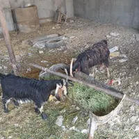 بز وبزغاله