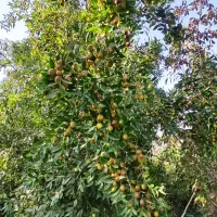 عناب تازه|خوردنی و آشامیدنی|مشهد, طرق|دیوار