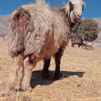 کوهع قوچ کری ترکی درجه یک میش بز کهره بره نر ماده|حیوانات مزرعه|بانش, |دیوار