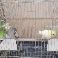 عروس هلندی مولد سخنگو