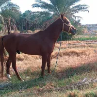 اسب|اسب و تجهیزات اسبسواری|جیرفت, |دیوار