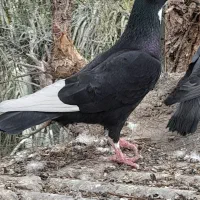 پلنگ گوک کرمانی