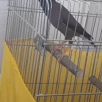 مرغ مینا سخنگو