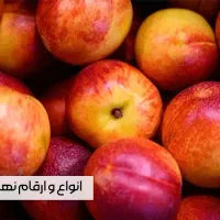 نهال گردو چندلر خوشه ای صادراتی با ارسال فــوری|گل و گیاه طبیعی|تبریز, |دیوار