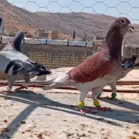 کبوتر رنگی