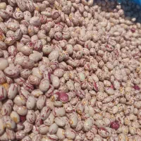 لوبیای دست چین سرحداقلید|خوردنی و آشامیدنی|سپیدان, |دیوار