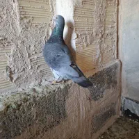 کبوتر پلاکی|پرنده|اصفهان, مهدی آباد|دیوار