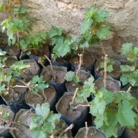 نهال انگور کشمش درجه یک.