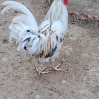 خروس محلی اصل