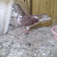 کفتر پرشی مایه کفتر