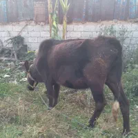 گاو نیمه پروار