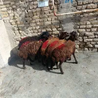 6راس بره