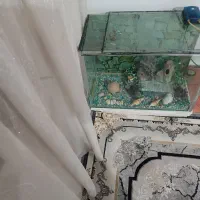 فروش آکواریم|ماهی|نقده, |دیوار