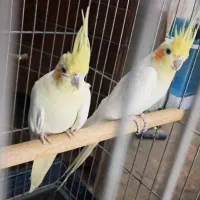 عروس هلندی|پرنده|سراوان, |دیوار