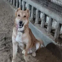 فروش بز سانن ومیش اسفریزین ومیش رومانف اسب وسگ|حیوانات مزرعه|اردکان, |دیوار