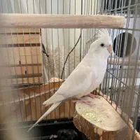 ی جفت عروس البینو ودوکت