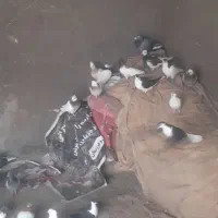 کفتر فروشی مال نیشابور پرشی ۴۵ عدد