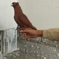 کبوتر نارش قرمز