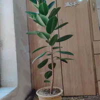 گل فیکوس