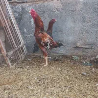 خروس