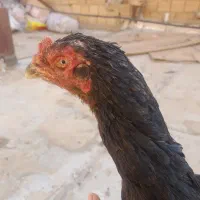 مرغ لاری مشکی