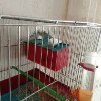 یک جفت مرغ عشق خوش رنگ