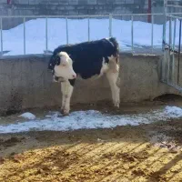 گوساله ماده بزرگ ، کوچیک و گوساله شیری