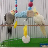 عروس هلندی|پرنده|پیرانشهر, |دیوار