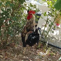 حیوانات مزرعه