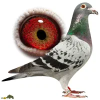 کبوتر جوجه پولکی گم شده