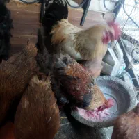 مرغ و خروس|حیوانات مزرعه|بهارستان, |دیوار