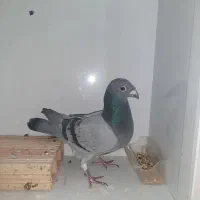 کفتر پلاکی مسافتی سبز