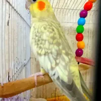 عروس هلندی دستی و مرغ عشق