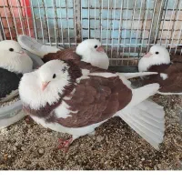 کبوتر گمشده