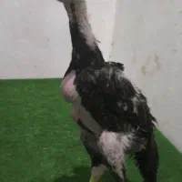 جوجه مرغ و خروس اوشامو