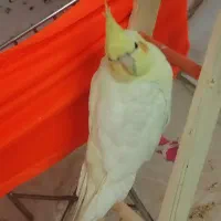 عروس هلندی