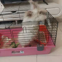 خرگوش لوف|موش و خرگوش|اسلام‌شهر, مسکن مهر اسلاشهر (شهرک امام خمینی)|دیوار