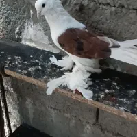 چند جفت کبوتر|پرنده|بم, |دیوار