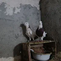 طوقی هفت رنگ|پرنده|نگین شهر, |دیوار