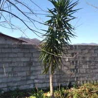 انواع گل برای فروش