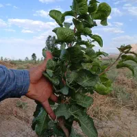 پیوند پسته با ضمانت صدرصد وکتبی|خدمات باغبانی و درختکاری|شیراز, گل سرخ|دیوار
