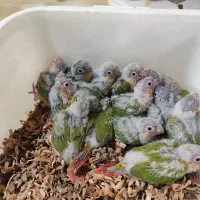 انواع طوطی سرلاکی گرینچیک با کیفیت بالا