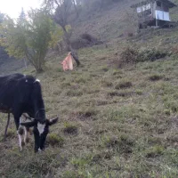 گاو شیر ده|حیوانات مزرعه|تالش, هشتپر|دیوار