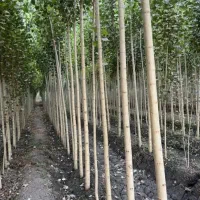 قلمه یا گواخ در زمین خودمون نهال|حراج|خوی, |دیوار